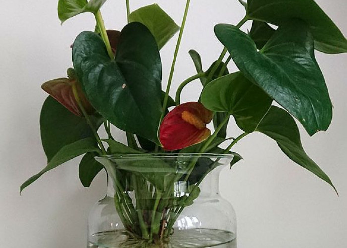 Minimalis & Estetik, 5 Tanaman Hias Media Air di Vas Kaca yang Cocok untuk Meja Kerja atau Ruang Tamu