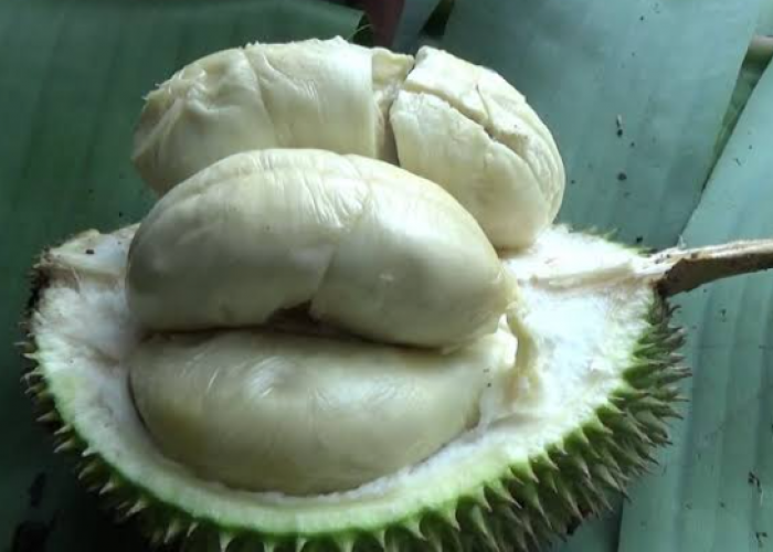Majalengka Punya Varian Durian 