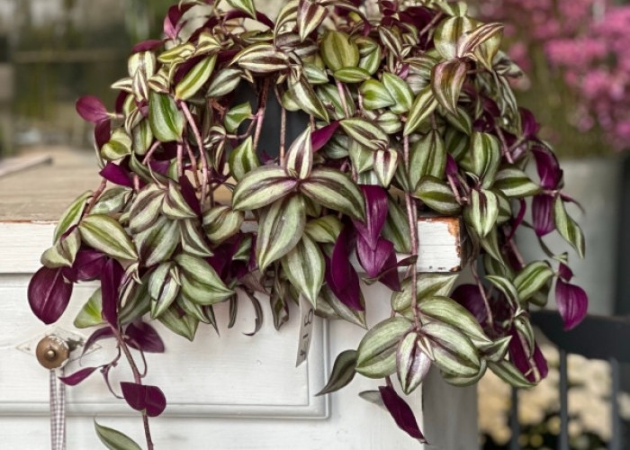 5 Tanaman Hias Outdoor Estetik untuk Depan Rumah, Rahasia Hunian Cantik Maksimal Tanpa Keluar Biaya Mahal