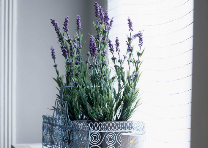 Punya Aroma yang Khas, Ini 5 Tanaman Hias Pengusir Nyamuk yang Cocok Diletakkan di Kamar Tidur