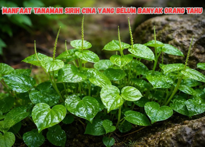 Jarang Diketahui! Manfaat Daun Sirih Cina Ternyata Bisa Bantu Atasi Jerawat hingga Asam Urat!