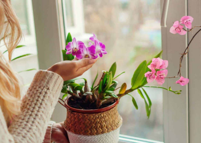 Simbol Perlindungan & Penuh Kedamaian, Ini 5 Tanaman Hias Pengusir Energi Negatif di Dalam Rumah