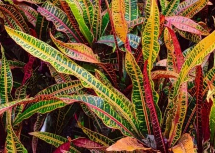 Tanpa Ribet Perawatan, 5 Tanaman Hias Indoor Ini Cocok untuk Rumah dan Ruang Kerja Lebih Segar dan Estetik