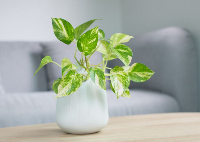 Mengundang Kesialan, Berikut 4 Tanaman Hias Pembawa Sial yang Harus Diperhatikan Peletakannya di Dalam Rumah