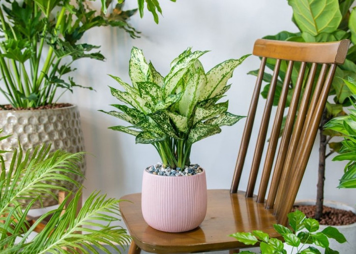 Rumah Bebas Bau Tanpa Pewangi! Ini 5 Tanaman Hias Penyerap Polusi Udara di Dalam Rumah