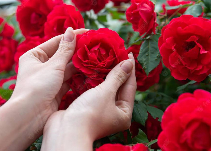 Siapa Sangka, 5 Tanaman Hias Ini Dipercaya Penangkal Energi Negatif, Bisa Mencegah Orang yang Berniat Jahat