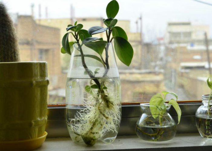 Rekomendasi 7 Tanaman Hias Indoor dengan Media Air atau Hidroponik, Cocok Dipajang Menggunakan Vas Bening!