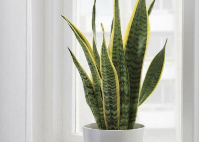 5 Tanaman Hias Pembersih Udara di Dalam Ruangan yang Bikin Rumah Lebih Sehat, Segar, dan Estetik