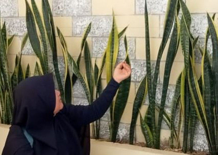 Mudah dirawat dan Bisa Bawa Keberuntungan, 6 Tanaman Hias Pembawa Energi Positif ini Cocok Jadi Dekorasi Teras