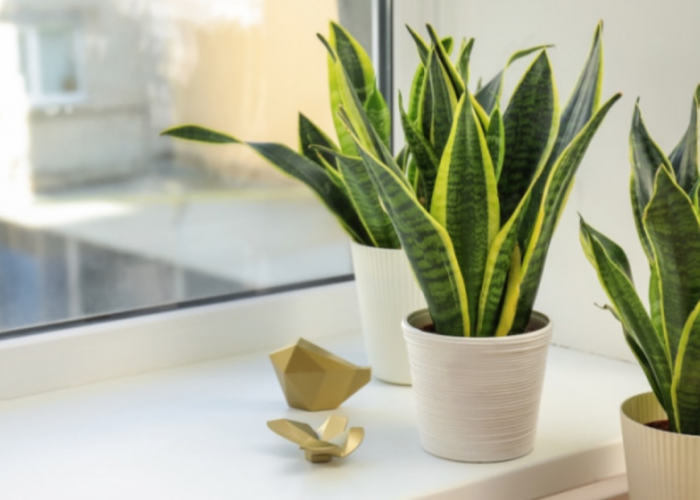 Bersihkan Polutan dari Rumah! 7 Macam Tanaman Hias Pemurni Udara Sekaligus Percantik Interior Rumah