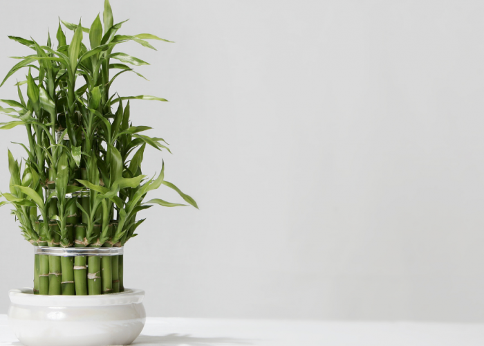Bambu Air Tanaman Pembawa Hoki, Ini Penempatan yang Tepat dalam Feng Shui Agar Rezeki Lancar!