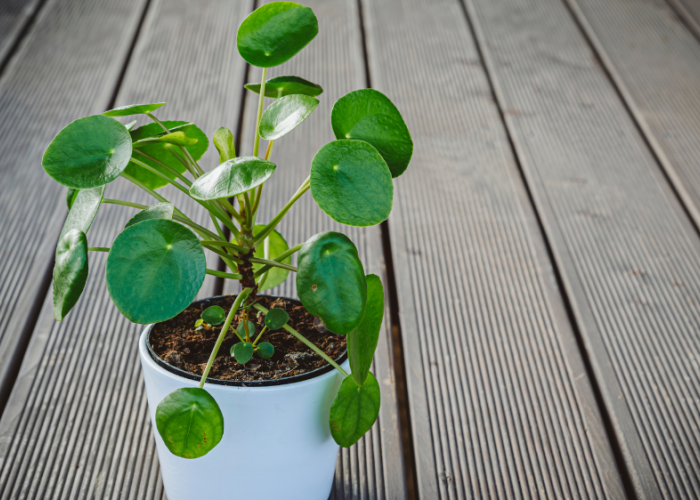 8 Tanaman Hias Membawa Keberkahan & Keberuntungan, Bikin Rumah Hoki dan Makin Estetik!