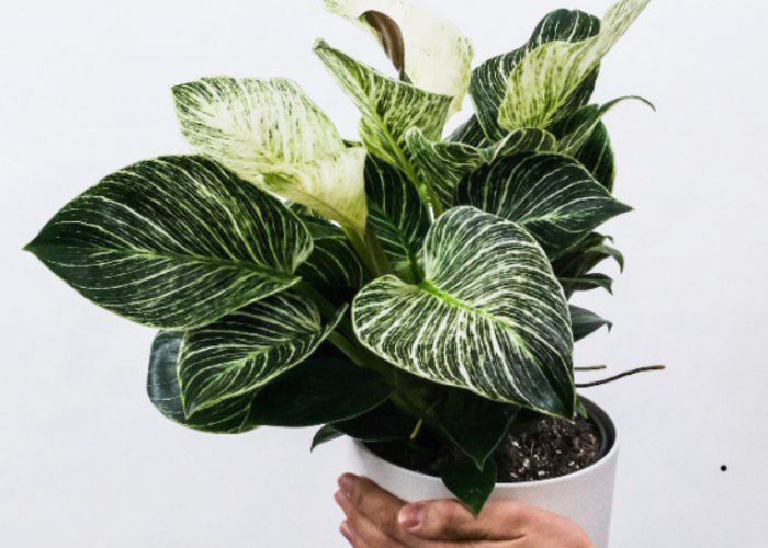 Bikin Rumah Jadi Estetik dan Bebas Udara Toxic, Beriku 10 Rekomendasi Tanaman Hias Pembersih Udara Indoor