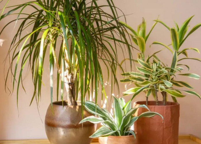 7 Tanaman Indoor Penghasil Oksigen Bikin Udara Rumah Lebih Bersih, Segar Sepanjang Hari dan Bebas Polusi