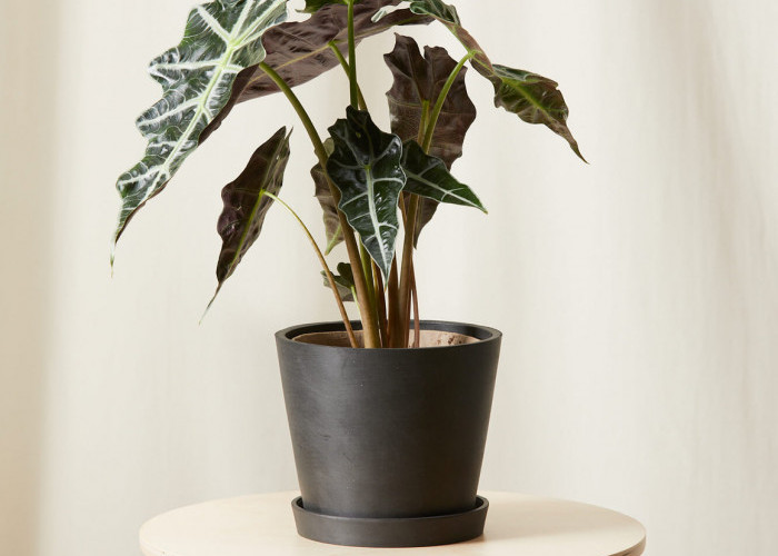 Auto Estetik! 6 Tanaman Hias untuk di Ruang Tamu yang Unik, Bikin Interior Rumah Makin Menarik