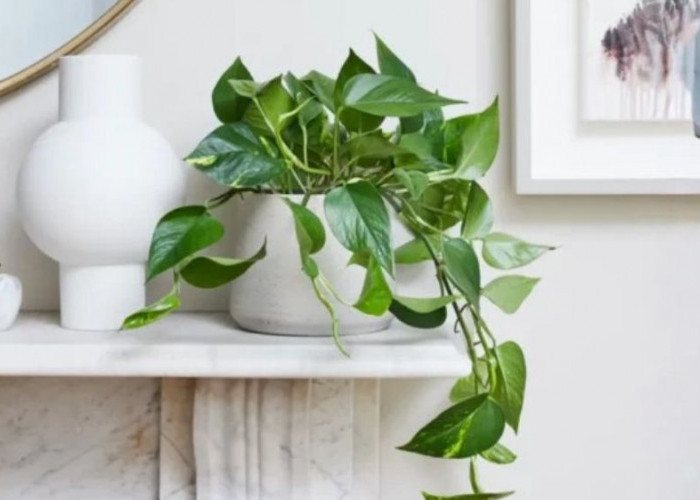 8 Tanaman Hias Pengusir Energi Negatif Ini Bikin Rumah Adem, Udara Bersih dan Pikiran Lebih Tenang   