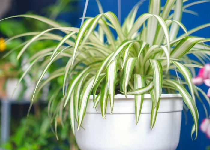 Bersihkan Udara Rumah dari Polusi, 7 Jenis Tanaman Hias Pembersih Udara Ini Wajib Dimiliki di Dalam Rumah