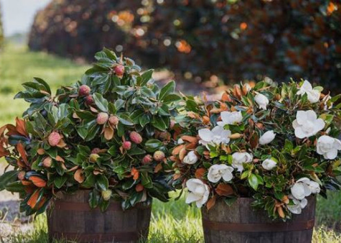 10 Tanaman Hias Pembawa Keberuntungan yang Cocok Untuk Outdoor, Serta Cara Penempatannya Menurut Feng Shui