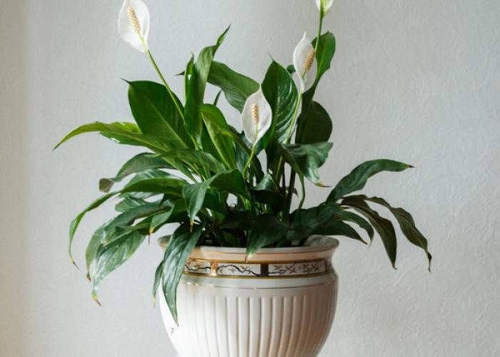 Rumah Lebih Fresh Saat Lebaran, Ini 6 Tanaman Hias yang Cocok Jadi Dekorasi Indoor Sekaligus Penyaring Udara