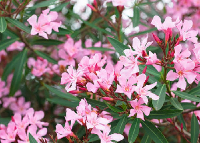 Sebaiknya Waspada, Berikut 5 Tanaman Hias yang Sebaiknya Tidak Ditanam di Dalam Rumah 
