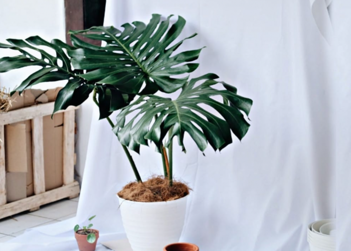 Momen Lebaran Segar dan Estetik, 7 Jenis Tanaman Hias Pembersih Udara untuk Dipajang Sebagai Dekorasi Interior