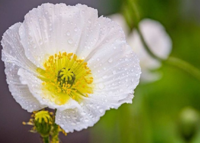 Dipercaya Datangkan Berkah! 5 Tanaman Hias Outdoor yang Bawa Keberuntungan di Rumah