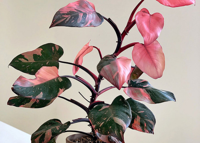 Gak Pasaran! Ini 5 Tanaman Hias Indoor dengan Motif Unik dan Warna Menarik, Bikin Tampilan Rumah Gak Monoton