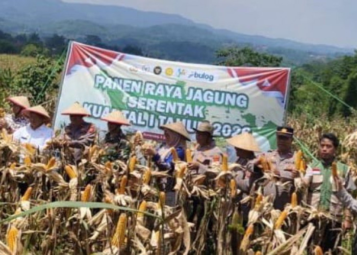 Majalengka Peringkat Tiga se-Jawa Barat dalam Serapan Jagung tahun 2025