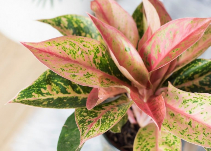 Wajib Punya Minimal 1 di Rumah, 7 Jenis Tanaman Hias Pembersih Udara untuk di Dalam Ruangan, Bikin Rumah Segar