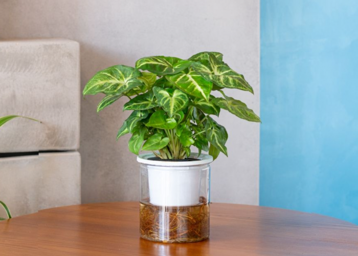 8 Deretan Tanaman Hias yang Mampu Membawakan Nasib Baik dan Simbol Hoki di Tahun 2026, Cocok untuk Indoor!