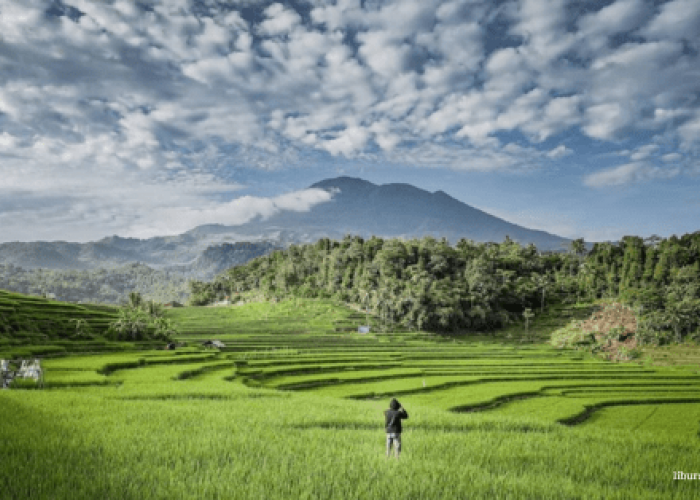 Terasering Ciboer Pass, Pesona Keindahan Sawah Terasering Mirip di Ubud Bali
