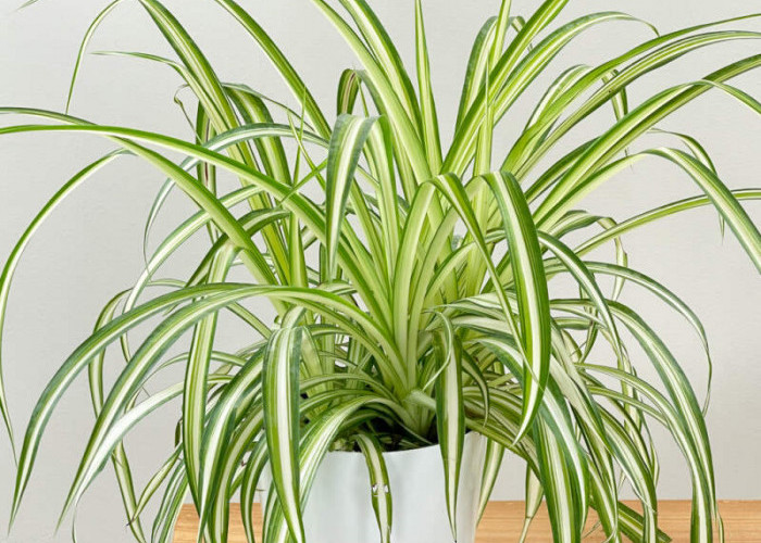 Wajib Punya! 5 Tanaman Indoor Penuh Manfaat yang Bisa Bersihkan Udara dan Menyaring Debu di Dalam Rumah