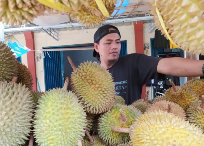 WAJIB COBA! 8 Jenis Durian di Sinapeul Majalengka, Ada yang Seperti Mentega dan Lato lato