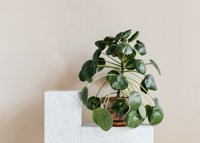 Gak Perlu Dekorasi Mahal! Ini 6 Tanaman Hias Estetik di Dalam Ruangan, Bikin Tampilan Elegan dan Lebih Hidup