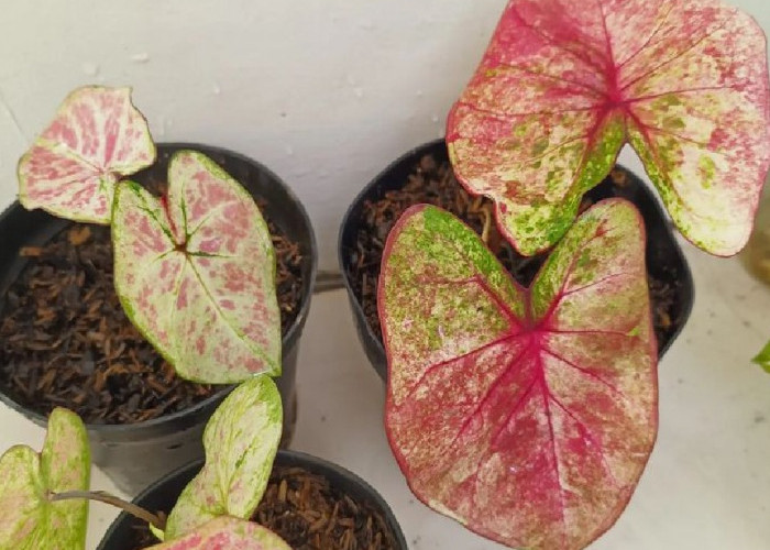 Undang Keberuntungan ke Dalam Rumah! Ini 5 Tanaman Hias Outdoor yang Wajib Ada di Halaman