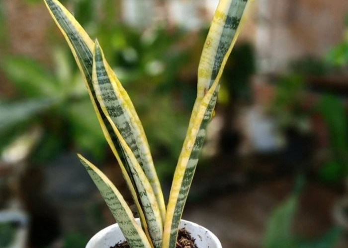 Gak Perlu Lahan Luas! Tanaman Hias Cantik Indoor Ini Bikin Tampilan Rumah Kamu Makin Cantik