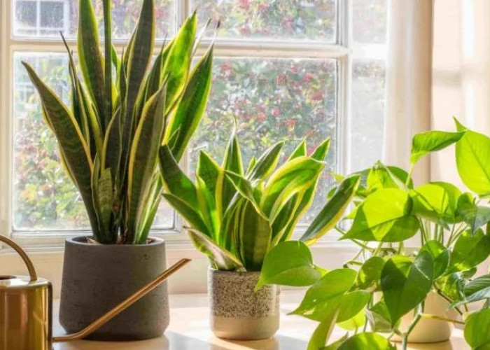 Dekorasi Rumah Pembawa Keberuntungan, Ini 6 Tanaman Hias Indoor Pembawa Hoki Cocok Untuk Hiasi Interior