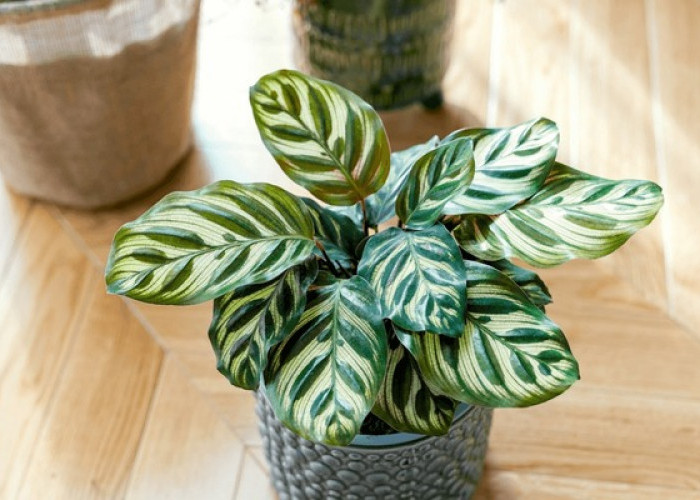 Plant Lover Harus Punya! Ini 5 Tanaman Hias yang Ngetren di Tahun 2026, Visual Cantik untuk Dekorasi Estetik