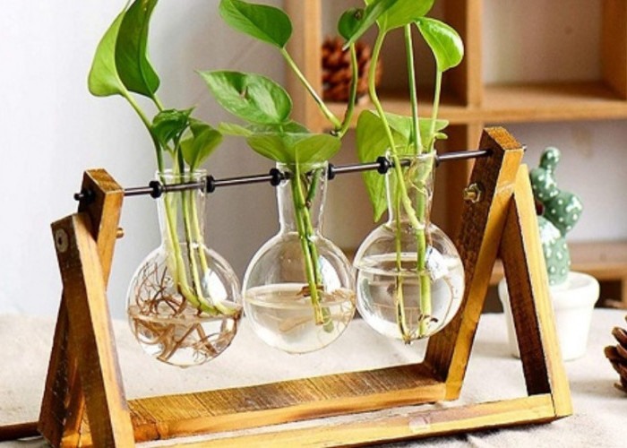 Bikin Napas Lebih Lega! 5 Tanaman Minimalis Hidroponik Penghasil Udara untuk Indoor