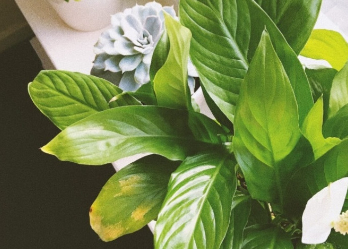 5 Tanaman Hias Pembawa Keberuntungan dan Energi Baik Menurut Feng Shui, Bisa Jadi Sarang Kebahagiaan