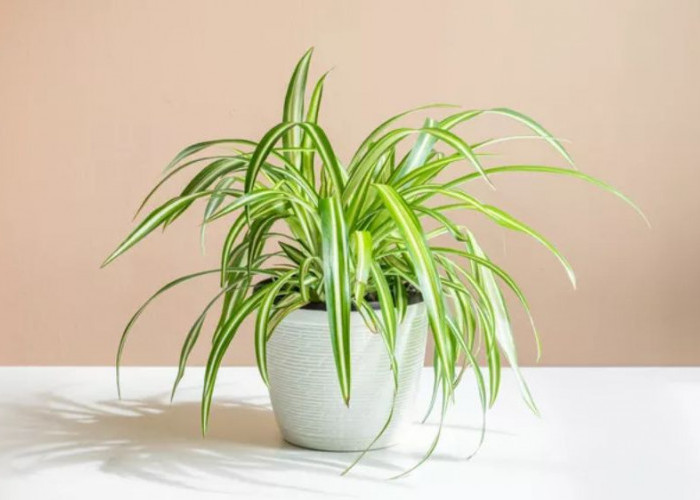 Polusi Rumah Hilang, 8 Tanaman Hias Cantik Pembersih Udara Ini Bikin Ruangan Segar dan Bebas Zat Berbahaya