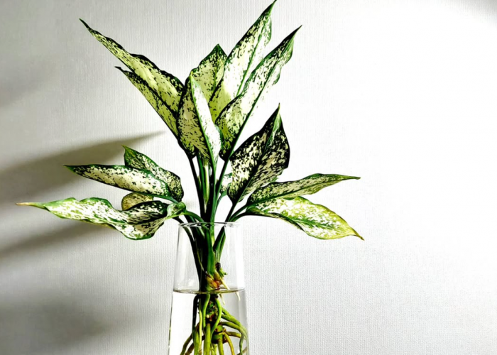 Minimal Punya 1 di Dalam Rumah! Macam-macam Tanaman Hias Penyegar Ruangan yang Cocok untuk Dekorasi Alami