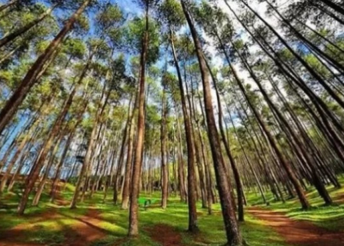 Surga Tersembunyi: Berikut adalah 5 Rekomendasi Hutan Pinus di Majalengka