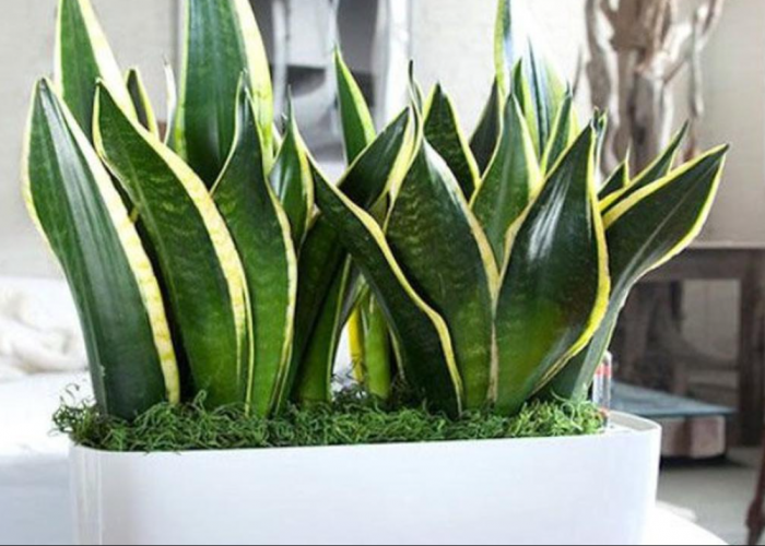 7 Tanaman Hias Indoor yang Gak Ngabisin Ruang di Dalam Rumah, Bentuk Minimalis Jadi Dekorasi Estetik