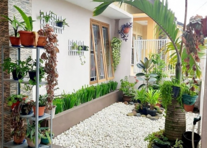 Letakan di Teras Rumah dan Bisa Mengundang Keberuntungan, Ini 6 Jenis Tanaman Hias Depan Rumah Pembawa Untung
