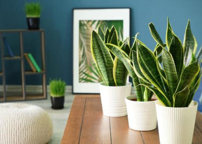 6 Tanaman Hias Ampuh Sebagai Filter Alami, Bersihkan Polusi & Bikin Udara Rumah Segar, Estetik, Mudah Dirawat