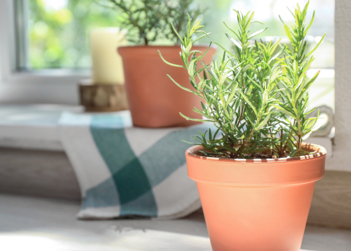 6 Tanaman Hias Indoor Pembawa Keberuntungan dan Pengusir Gelisah, Ini Penempatan Tepatnya!
