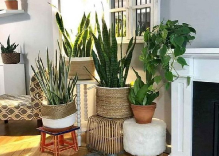 Wanginya Awet dan Tahan Lama, Berikut 5 Tanaman Hias Indoor yang Cocok di Tanam di Ruangan Dalam Rumah