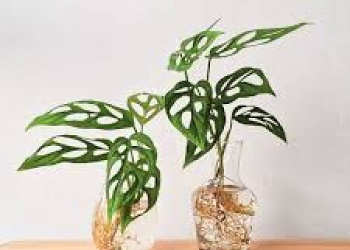 10 Tanaman Hidroponik Indoor yang Lagi Tren, Bikin Hunian Lebih Estetik dan Tidak Membosankan