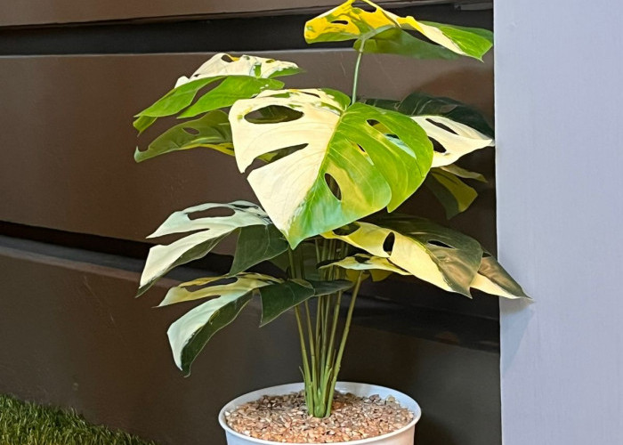 Berikut 5 Jenis Tanaman Hias Dalam Ruangan yang Mampu Jernihkan Udara dan Bawa Keberuntungan ke Pemilik